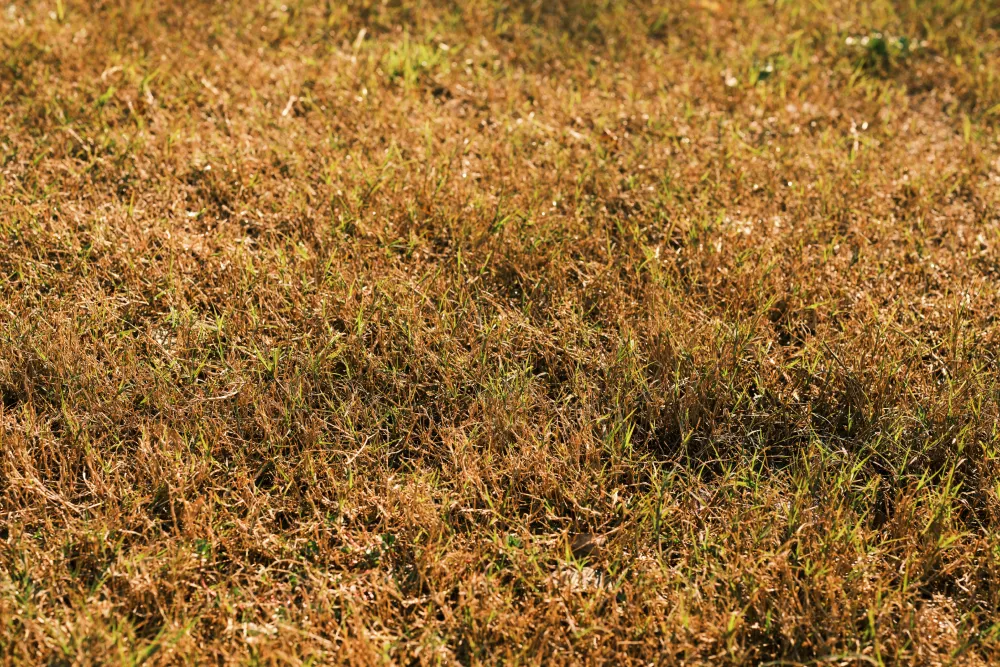 Close-up texture of a dormant, dry, and brown grass lawn.